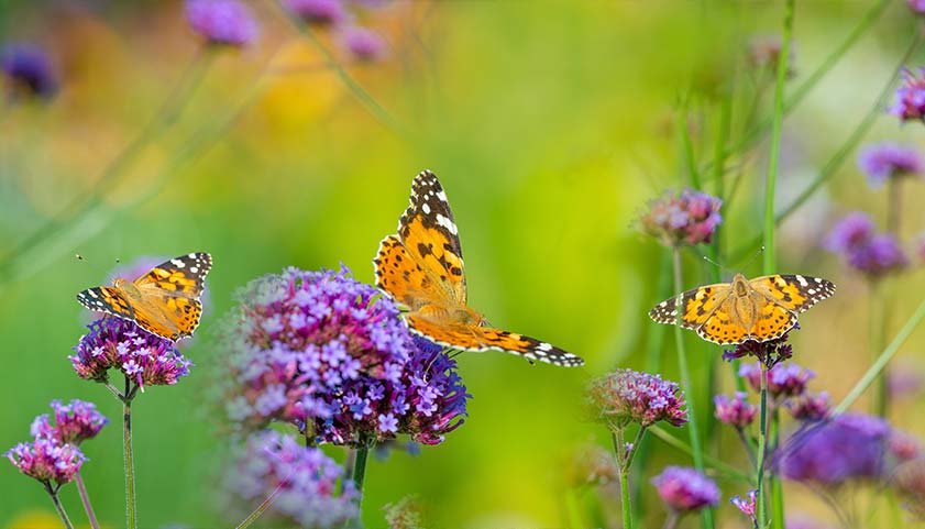 Butterflies in a flower garden