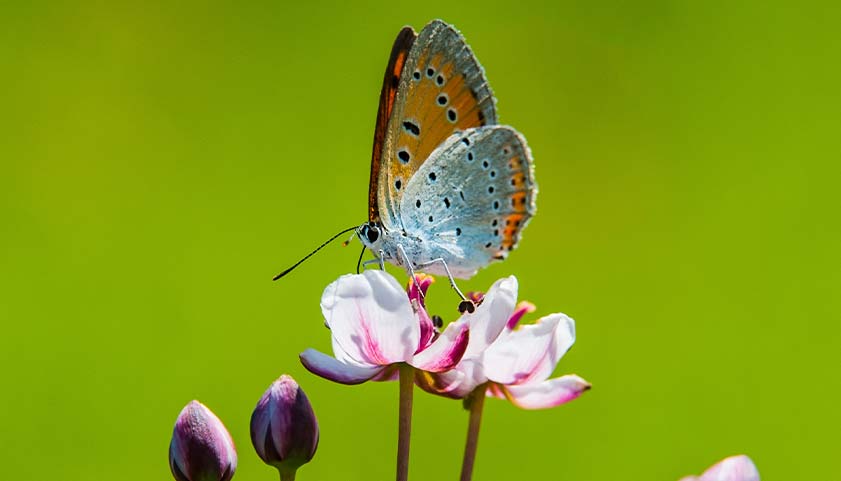 Butterfly on a flower