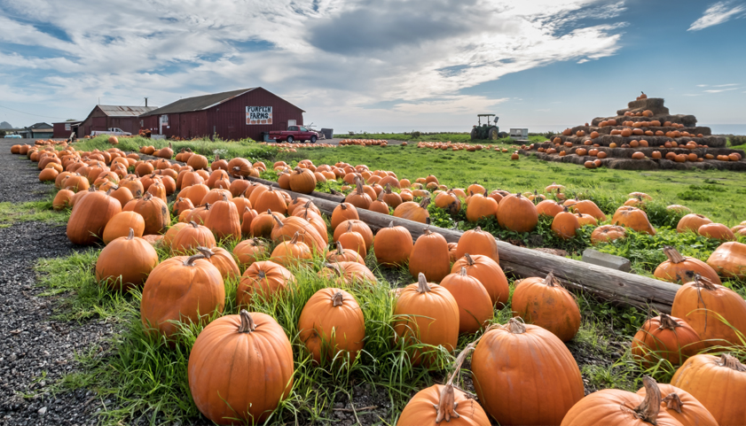 Pumpkin Patches