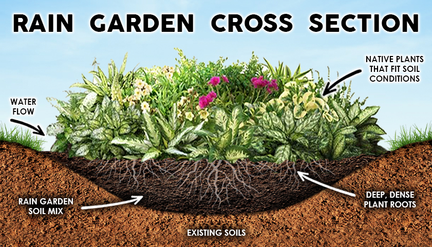 Rain Garden Cross Section