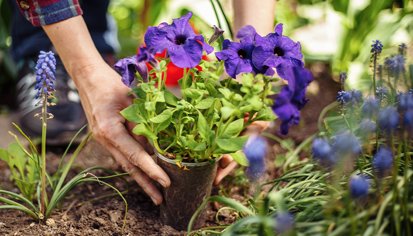 Plants For Your Rain Garden