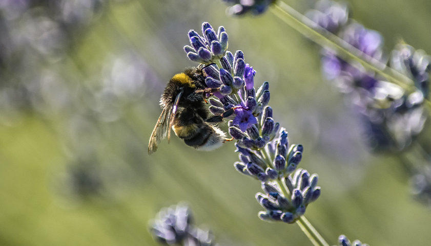 Bumble Bee On A Flower