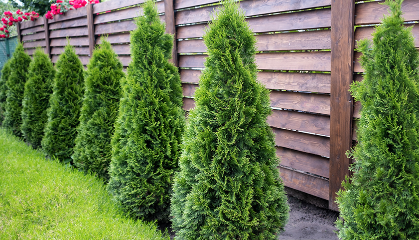 Arborvitae Trees