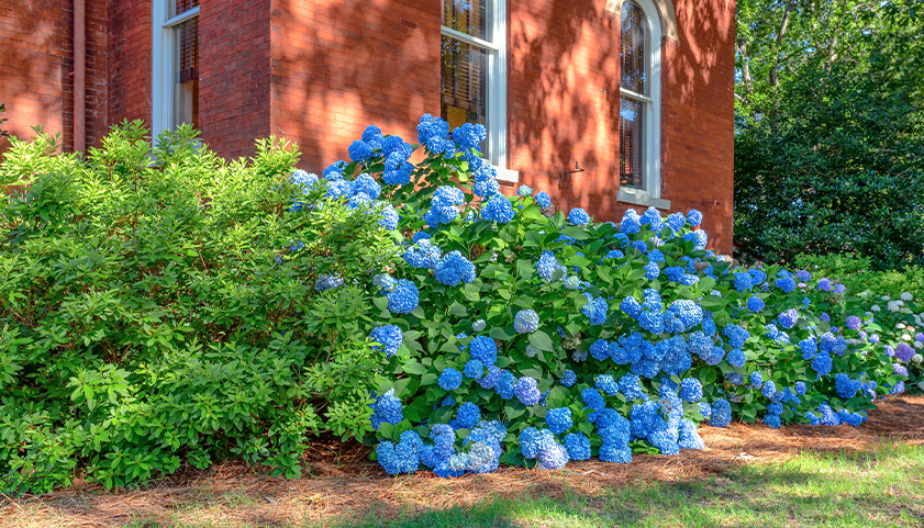 Hydrangea Bush