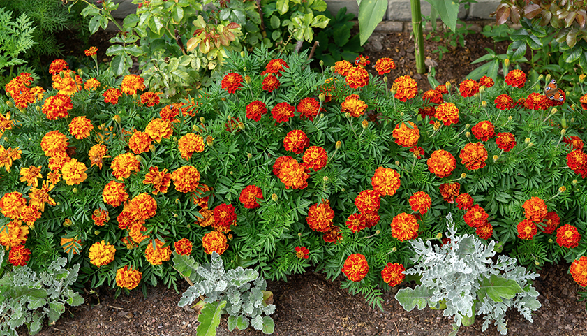 Marigold Flowers