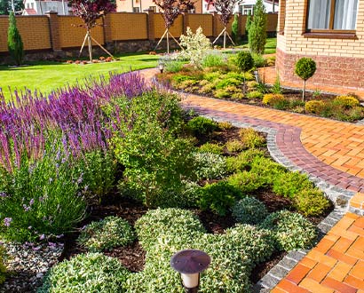 How to create a butterfly garden for your backyard