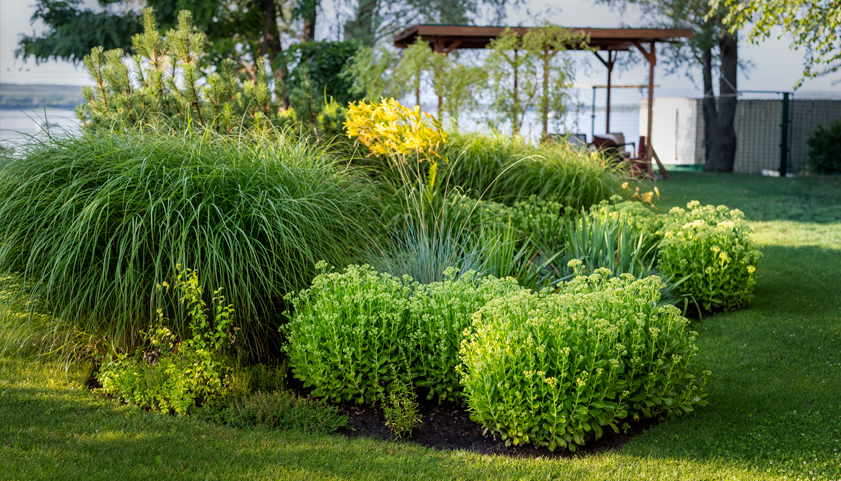 Rain Garden