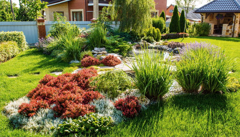 Softscape plants for your backyard